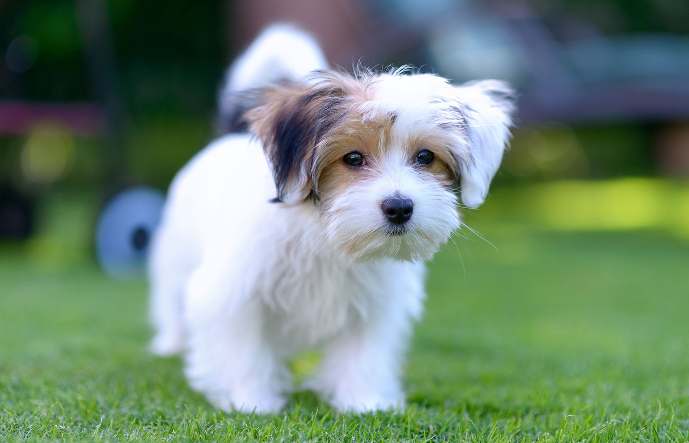 An adorable, curious puppy seems curious and inquisitive while playing on green grass in a vibrant, summer backyard setting