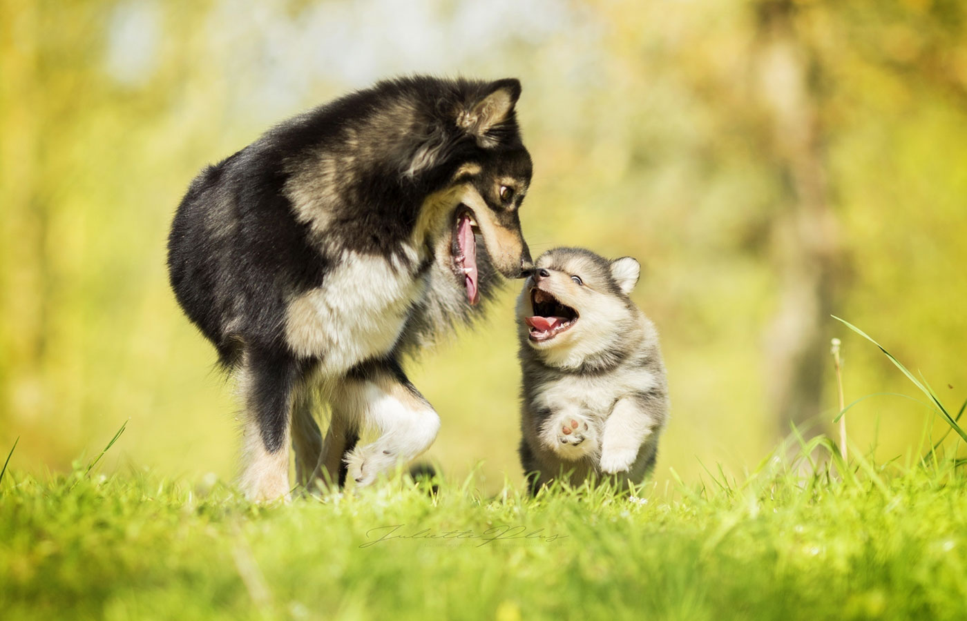 Happy dog family which fears neither Woe nor trouble and will be together until the very end