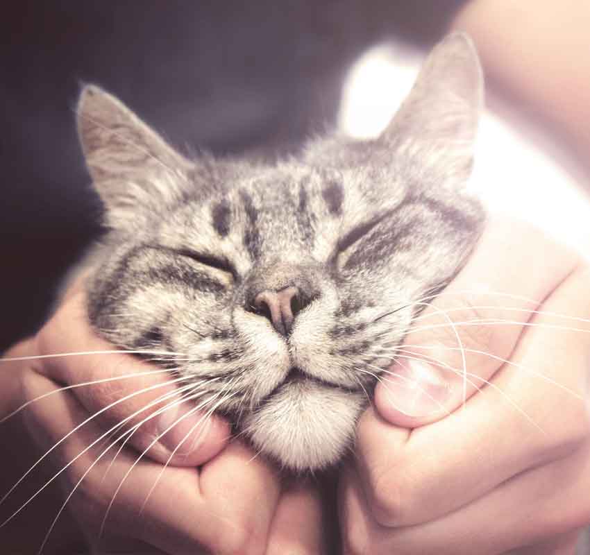Lovely cat in human hands